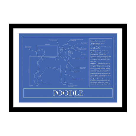 Poodle (Blue)