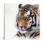 Tiger Portrait I (18"W x 18"H x 0.75"D)
