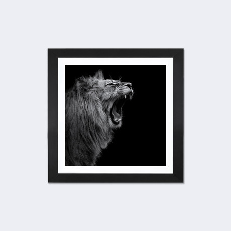 Lion In Black & White I // Lukas Holas (16"W x 16"H x 1"D)