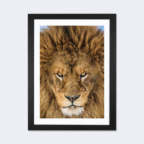 Serious Lion // Mike Centioli (24"W x 16"H x 1"D)