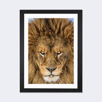 Serious Lion // Mike Centioli (24"W x 16"H x 1"D)
