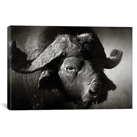 African Buffalo Portrait