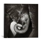 Baby Elephant Seeking Comfort (18"W x 18"H x 0.75"D)