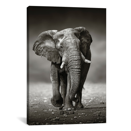 Elephant Approach From the Front (26"W x 18"H x 0.75"D)