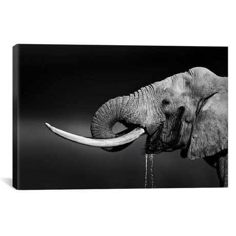 Elephant Bull Drinking Water (18"W x 26"H x 0.75"D)