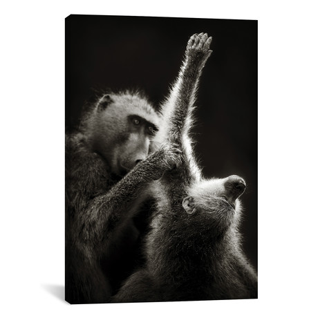 Chacma Baboons Grooming (26"W x 18"H x 0.75"D)