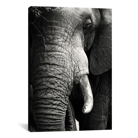 Elephant Close-Up Portrait