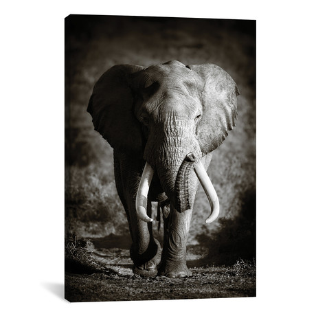 Elephant Bull (26"W x 18"H x 0.75"D)