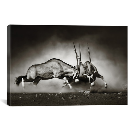 Gemsbok Fight