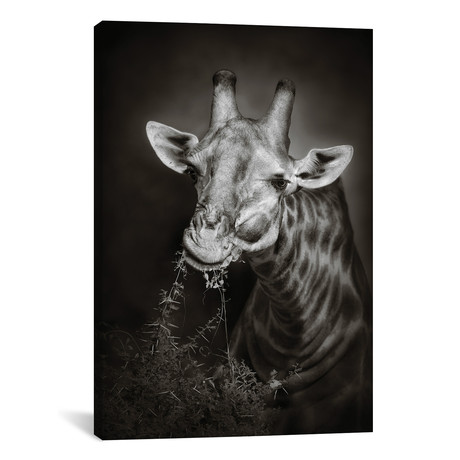 Giraffe Eating (26"W x 18"H x 0.75"D)