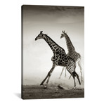 Giraffes Fleeing (26"W x 18"H x 0.75"D)