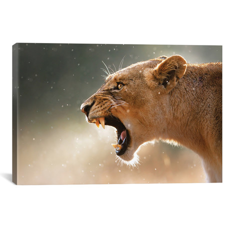 Lioness In The Rain // Johan Swanepoel (18"W x 12"H x 0.75"D)