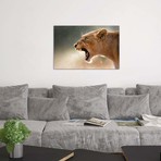 Lioness In The Rain // Johan Swanepoel (18"W x 12"H x 0.75"D)