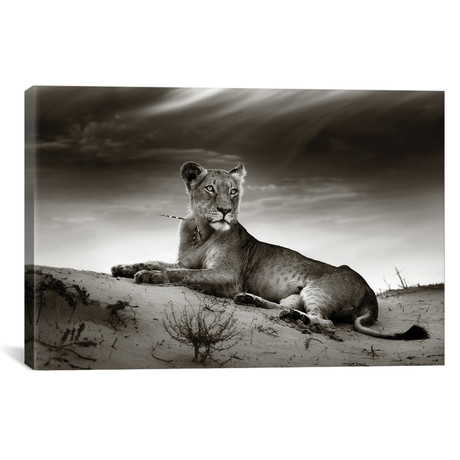 Lioness On Desert Dune (18"W x 26"H x 0.75"D)