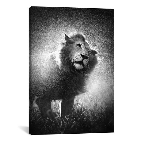 Lion Shaking Water Off Mane (26"W x 18"H x 0.75"D)