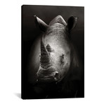 Rhinoceros Portrait