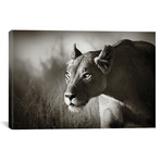 Lioness Stalking (18"W x 26"H x 0.75"D)