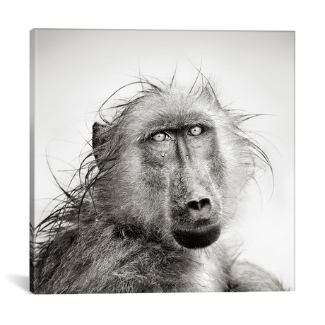 Wet Baboon Portrait // Johan Swanepoel (12"W x 12"H x 0.75"D)