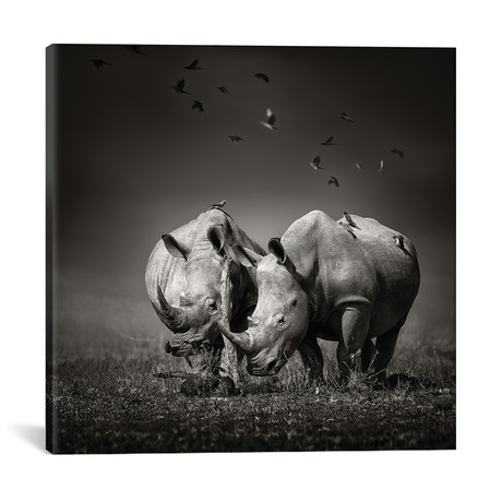 Two Rhinoceros With Birds // Black + White (18"W x 18"H x 0.75"D)