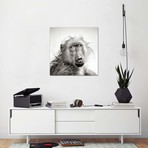 Wet Baboon Portrait // Johan Swanepoel (12"W x 12"H x 0.75"D)