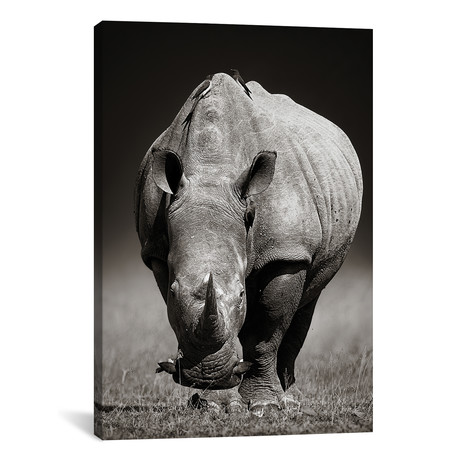 White Rhinoceros In Due-Tone