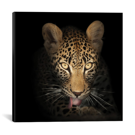 Leopard In The Dark (18"W x 18"H x 0.75"D)