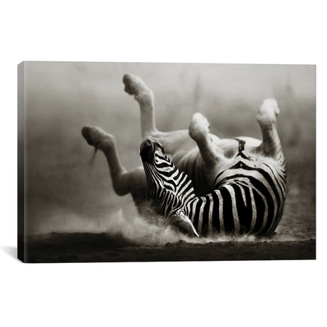 Zebras Rolling In The Dust (18"W x 26"H x 0.75"D)