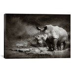 White Rhinoceros