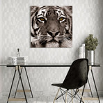 King of the Jungle & Eye of the Tiger // Frameless Printed Tempered Art Glass (Eye of the Tiger Only)