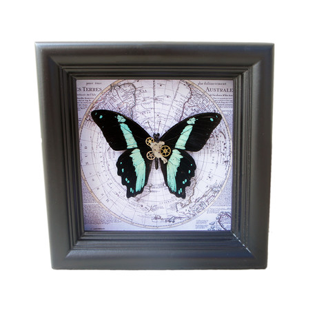 Steampunk Africa Blue Butterfly Shadow Box