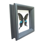 Steampunk Peacock Butterfly Shadow Box