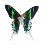 Steampunk Green Moth Shadow Box