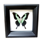 Bull Skull Butterfly Shadow Box