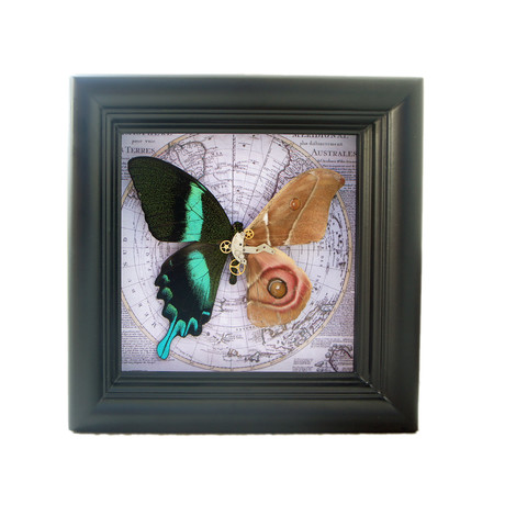 Steampunk Butterfly/Moth Hybrid Shadow Box