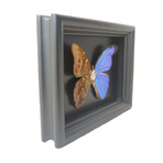 Reverse Steampunk Blue Morpho Shadow Box