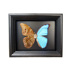 Reverse Steampunk Blue Morpho Shadow Box