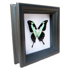 Bull Skull Butterfly Shadow Box