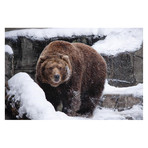 Brown Bear In Snow (6' x 4')