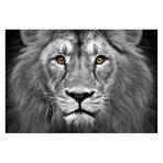 Lion Head Wall Mural (6' x 4')