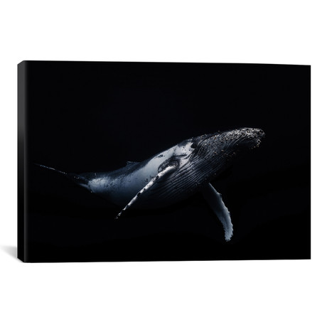 Black & Whale I // Barathieu Gabriel (26"W x 18"H x 0.75"D)