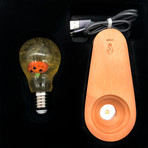 Pumpkin Led Lamp // Gift Box