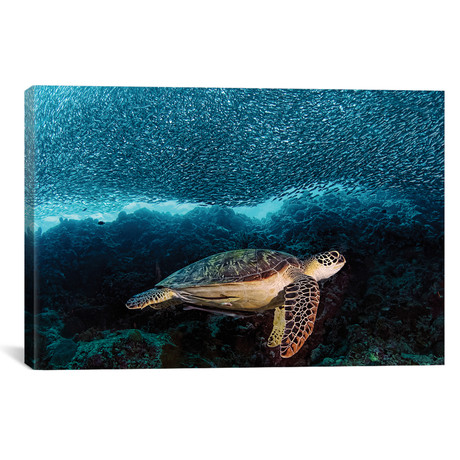 Turtle And Sardines // Henry Jager (18"W x 26"H x 0.75"D)