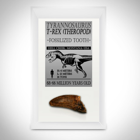T-Rex Authentic Tooth // Museum Display