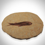 Knightia Fish Authentic Fossil // Museum Display (Fossil Only)