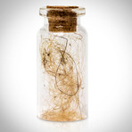 Woolly Mammoth Authentic Hair/Fur // Museum Display (Hair Vial Only)