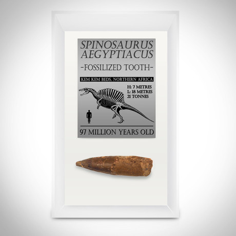 Spinosaurus Authentic Tooth // Museum Display (Tooth Only)