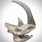 Woolly Rhino Authentic Ice Age Fossil Skull // With Display Stand