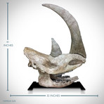 Woolly Rhino Authentic Ice Age Fossil Skull // With Display Stand