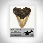 Megalodon Authentic Fossilized 5-7'' Huge Tooth // Museum Display (Tooth Only)