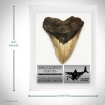 Megalodon Authentic Fossilized 5-7'' Huge Tooth // Museum Display (Tooth Only)